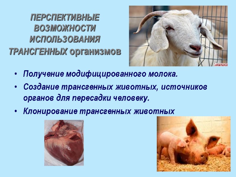 ПЕРСПЕКТИВНЫЕ ВОЗМОЖНОСТИ ИСПОЛЬЗОВАНИЯ ТРАНСГЕННЫХ организмов Получение модифицированного молока. Создание трансгенных животных, источников органов для